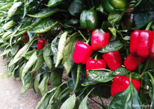 Pimiento Adra